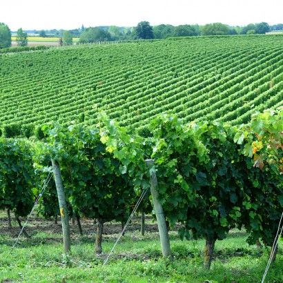 Une balade à travers bois et vignes