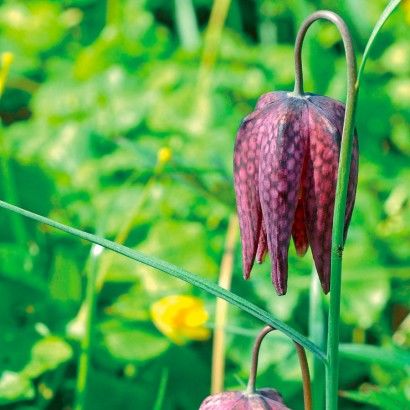 Le circuit des Chouans