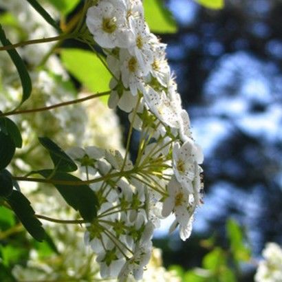 Le charroi : un sentier d’observations...