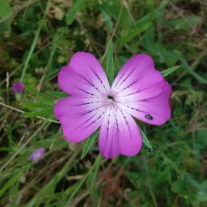 Entre Châtaigne et cocarde