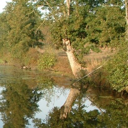 Le ruisseau de la Fontaine au Loup