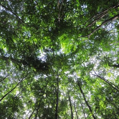 La forêt domaniale de Secondigny