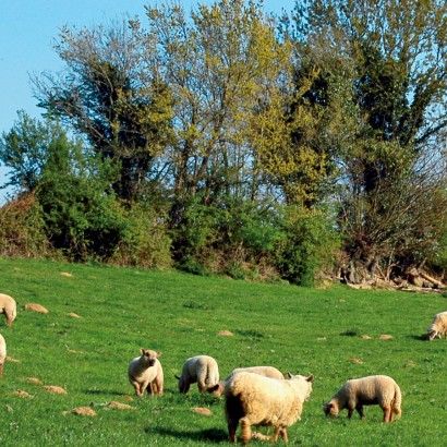 Le bois des Taillées