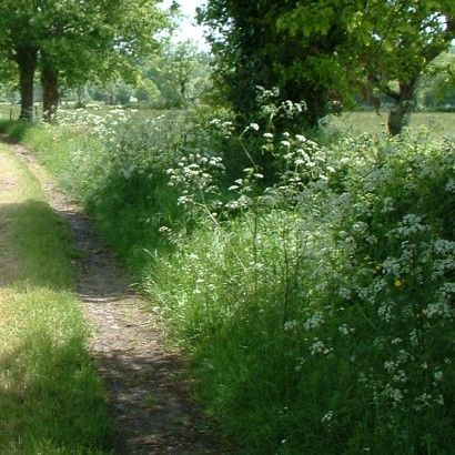 Les bois de Chausserais